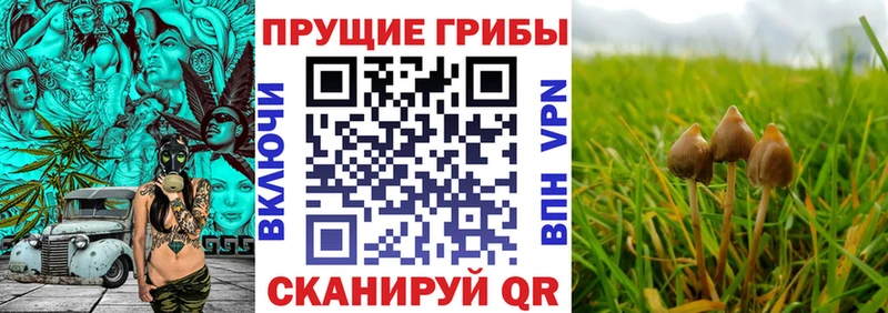 Псилоцибиновые грибы GOLDEN TEACHER  Купить  Похвистнево 